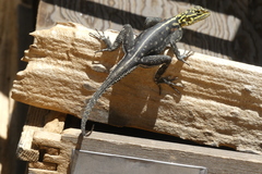 Agama planiceps