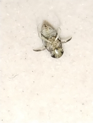 Corixoidea