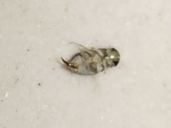Corixoidea