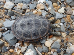 Malaclemys terrapin terrapin