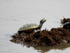Malaclemys terrapin terrapin