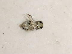 Corixoidea