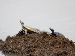 Malaclemys terrapin terrapin