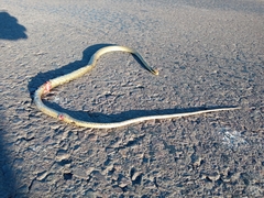 Chironius maculoventris