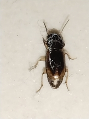 Stenolophini