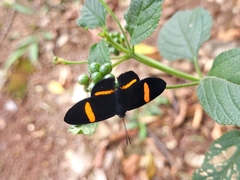 Panara soana