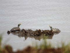 Malaclemys terrapin terrapin