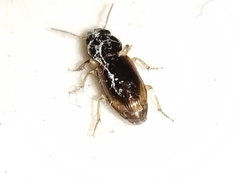 Stenolophini