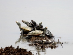 Malaclemys terrapin terrapin