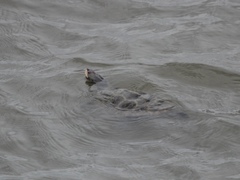 Malaclemys terrapin terrapin