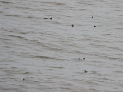 Malaclemys terrapin terrapin