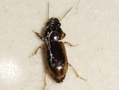 Stenolophini