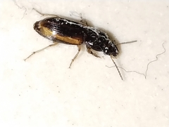 Stenolophini