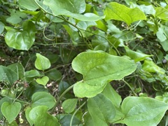 Smilax excelsa