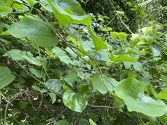 Smilax excelsa