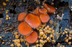 Sphaerosporium lignatile
