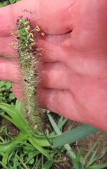 Setaria verticillata