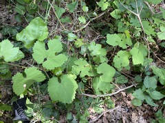 Vitis vinifera