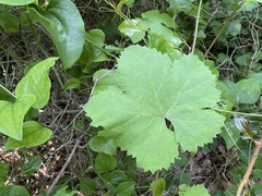 Vitis vinifera