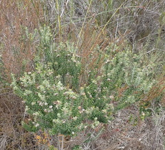 Trichocephalus stipularis