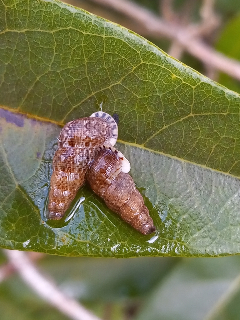 Parachondria trachyderma
