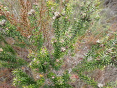 Trichocephalus stipularis