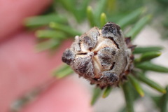 Trichocephalus stipularis