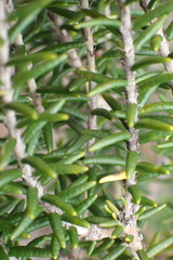 Trichocephalus stipularis