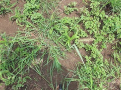 Setaria verticillata