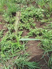 Setaria verticillata