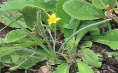 Hypoxis filiformis