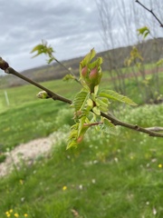 Dryocosmus kuriphilus