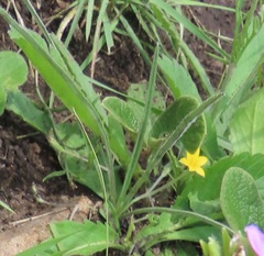 Hypoxis filiformis
