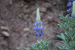 Lupinus altimontanus