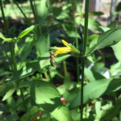 Dicliptera squarrosa