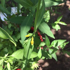 Dicliptera squarrosa