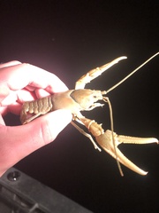 Cambarus robustus