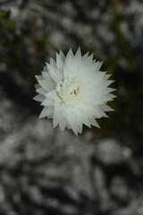 Edmondia