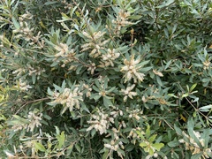 Brabejum stellatifolium