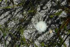 Edmondia