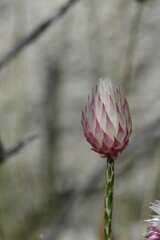 Edmondia
