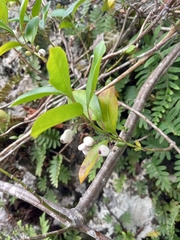 Chiococca alba