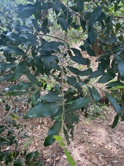 Olea capensis macrocarpa