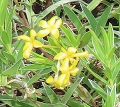 Lasiosiphon splendens