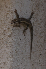 Trachylepis spilogaster
