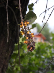 Tristerix corymbosus
