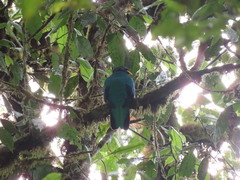 Pharomachrus auriceps