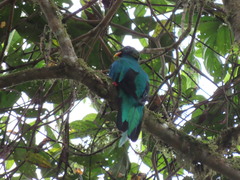 Pharomachrus auriceps