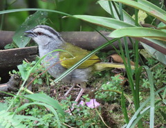 Arremonops conirostris