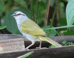 Arremonops conirostris